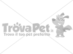 🐶 Chihuahua maschio di 2 anni e 4 mesi in accoppiamento a Termoli (CB) da privato
