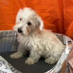 Cucciolo di west Highland White Terrier Maschio