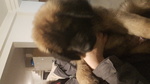 🐶 Leonberger femmina di 2 anni e 8 mesi in vendita a Potenza (PZ) e in tutta Italia da privato