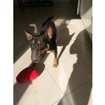 🐶 Bull Terrier maschio di 2 anni e 8 mesi in vendita a Bari (BA) e in tutta Italia da privato