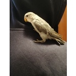 Altri uccelli maschio di 2 anni e 7 mesi in vendita a Verona (VR) da privato