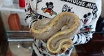 Serpenti femmina di 4 anni e 4 mesi in vendita a Varese (VA) da privato