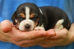 Beagle Cuccioli - Foto n. 1