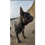 🐶 Bulldog Francese maschio di 4 anni e 9 mesi in accoppiamento a Santa Marinella (RM) da privato