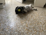 🐶 Cocker Spaniel Inglese maschio di 2 anni e 1 mese in vendita a Ascoli Piceno (AP) e in tutta Italia da privato