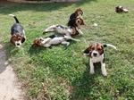 🐶 Beagle femmina di 1 anno e 10 mesi in vendita a Adria (RO) e in tutta Italia da privato