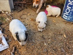🐶 Australian Cattle Dog di 1 anno e 6 mesi in vendita a Pescara (PE) e in tutta Italia da privato