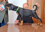 🐶 Dobermann maschio di 1 anno e 2 mesi in vendita a Nettuno (RM) e in tutta Italia da privato