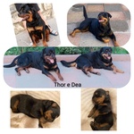🐶 Rottweiler di 1 anno in vendita a Carloforte (CI) e in tutta Italia da privato