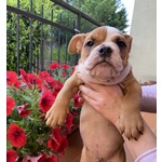 🐶 Bulldog Inglese maschio di 1 anno e 2 mesi in vendita a Cosenza (CS) da privato