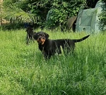 🐶 Rottweiler maschio di 1 anno e 1 mese in vendita a Masserano (BI) da privato
