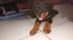 🐶 Rottweiler maschio di 11 mesi in vendita a Vanzago (MI) da privato