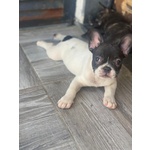 🐶 Bulldog Francese di 1 anno in vendita a Catania (CT) da privato