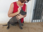🐶 Cane Corso maschio di 11 mesi in vendita a Roma (RM) e in tutta Italia da privato