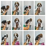 🐶 Beagle maschio di 7 mesi in vendita a Aquino (FR) e in tutta Italia da privato