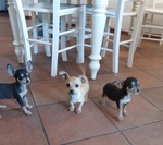 🐶 Chihuahua maschio di 10 mesi in vendita a Ascoli Piceno (AP) e in tutta Italia da privato