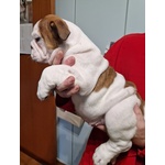 🐶 Bulldog Inglese maschio di 9 mesi in vendita a Lumezzane (BS) e in tutta Italia da privato