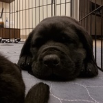 🐶 Labrador maschio di 7 mesi in vendita a Trani (BT) e in tutta Italia da privato