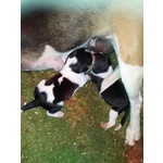 🐶 Beagle femmina di 7 mesi in vendita a Casale Monferrato (AL) e in tutta Italia da privato
