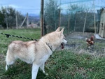 🐶 Husky femmina di 1 anno in vendita a Roma (RM) e in tutta Italia da privato