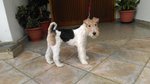 🐶 Fox Terrier femmina di 9 anni e 1 mese in vendita a Cosenza (CS) e in tutta Italia da privato