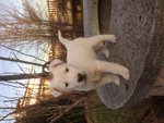 🐶 Fox Terrier femmina di 8 anni e 5 mesi in vendita a Busto Arsizio (VA) e in tutta Italia da privato