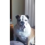 🐶 Bulldog Inglese maschio di 9 anni e 10 mesi in accoppiamento a Cernusco Lombardone (LC) e in tutta Italia da privato