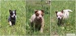 🐶 Australian Cattle Dog di 7 anni e 1 mese in vendita a Pisa (PI) da privato