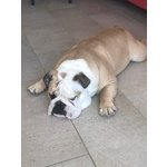 🐶 Bulldog Inglese maschio di 7 anni e 2 mesi in accoppiamento a Como (CO) da privato