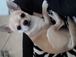 🐶 Chihuahua maschio di 8 anni e 5 mesi in accoppiamento a Brescia (BS) da privato
