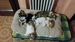 🐶 Chinese Crested Dog di 6 anni e 6 mesi in vendita a Parma (PR) e in tutta Italia da privato