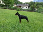 🐶 Dobermann maschio di 11 anni e 1 mese in accoppiamento a Ivano-Fracena (TN) e in tutta Italia da privato