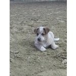🐶 Australian Cattle Dog femmina di 5 anni e 10 mesi in vendita a Gubbio (PG) e in tutta Italia da privato