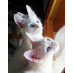 Gattini di Angora Turco