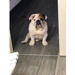 🐶 Bulldog Inglese maschio di 8 anni e 6 mesi in accoppiamento a Bergamo (BG) e in tutta Italia da privato