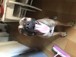🐶 Dogo Argentino maschio di 5 anni e 7 mesi in adozione a Seveso (MB) da privato