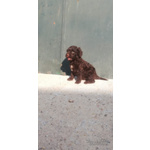 🐶 Perro de Agua femmina di 4 anni e 8 mesi in vendita a Pisa (PI) e in tutta Italia da privato
