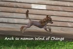 🐶 Chinese Crested Dog femmina di 9 anni e 8 mesi in vendita a Sestri Levante (GE) e in tutta Italia da privato