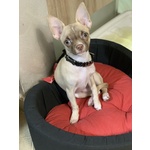 🐶 Chihuahua maschio di 3 anni e 10 mesi in accoppiamento a Palermo (PA) da privato
